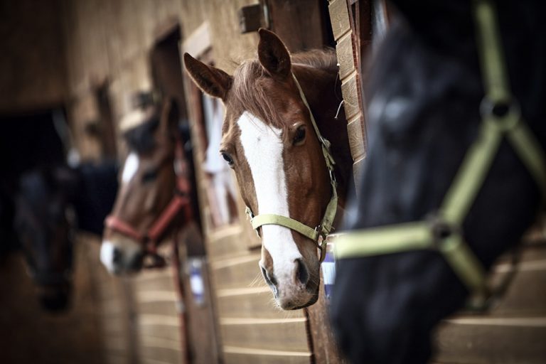 equine-performance-veterinary-practice-post-23423