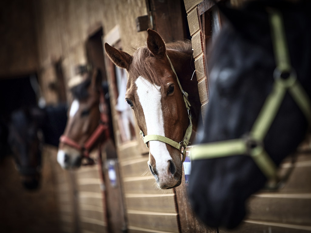 Basic facts and figures about breeding mares. - Equine Performance Veterinarian Basic facts and figures about breeding mares. - Equine Performance Veterinarian