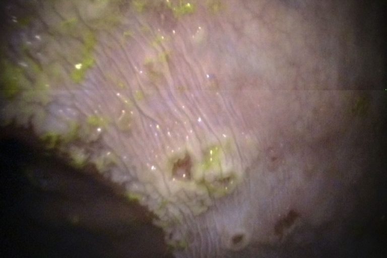 equine-performance-veterinary-practice-post-327745