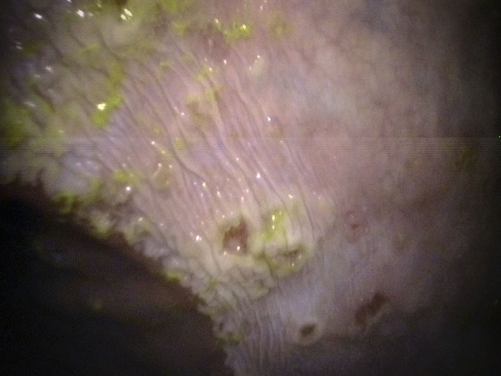 equine-performance-veterinary-practice-post-327745