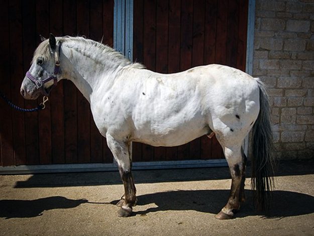 equine-performance-veterinary-practice-post-343885