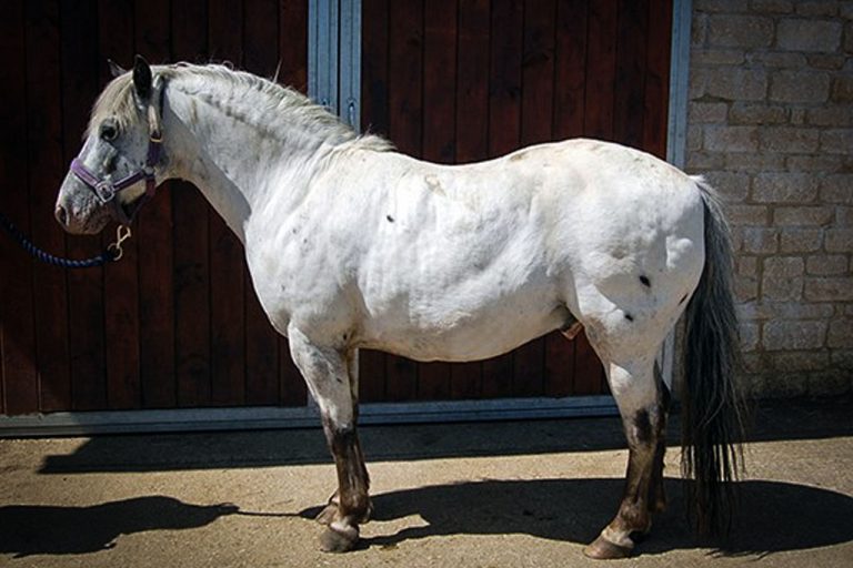 equine-performance-veterinary-practice-post-343885