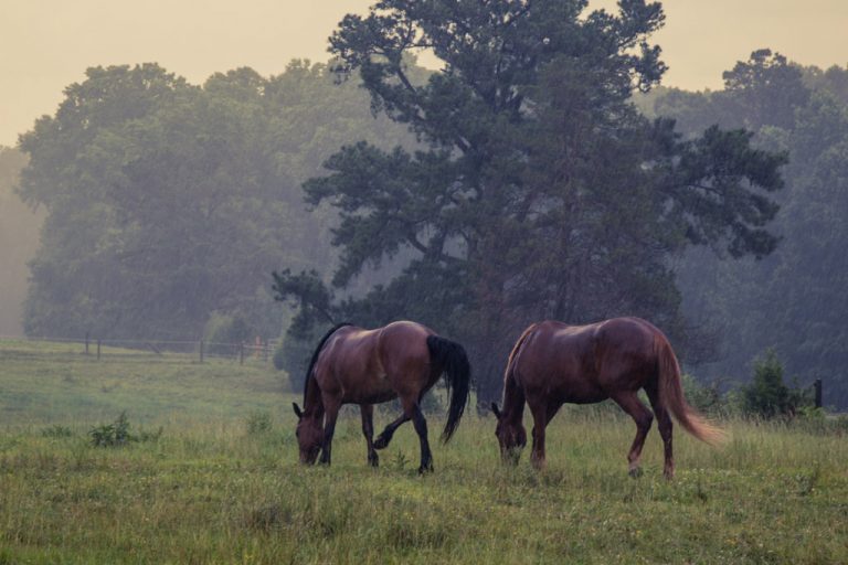 equine-performance-veterinary-practice-post-3467845