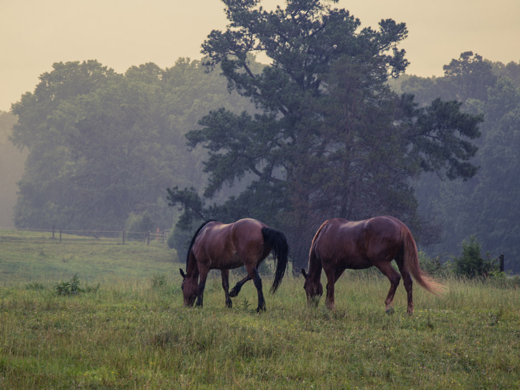 equine-performance-veterinary-practice-post-3467845