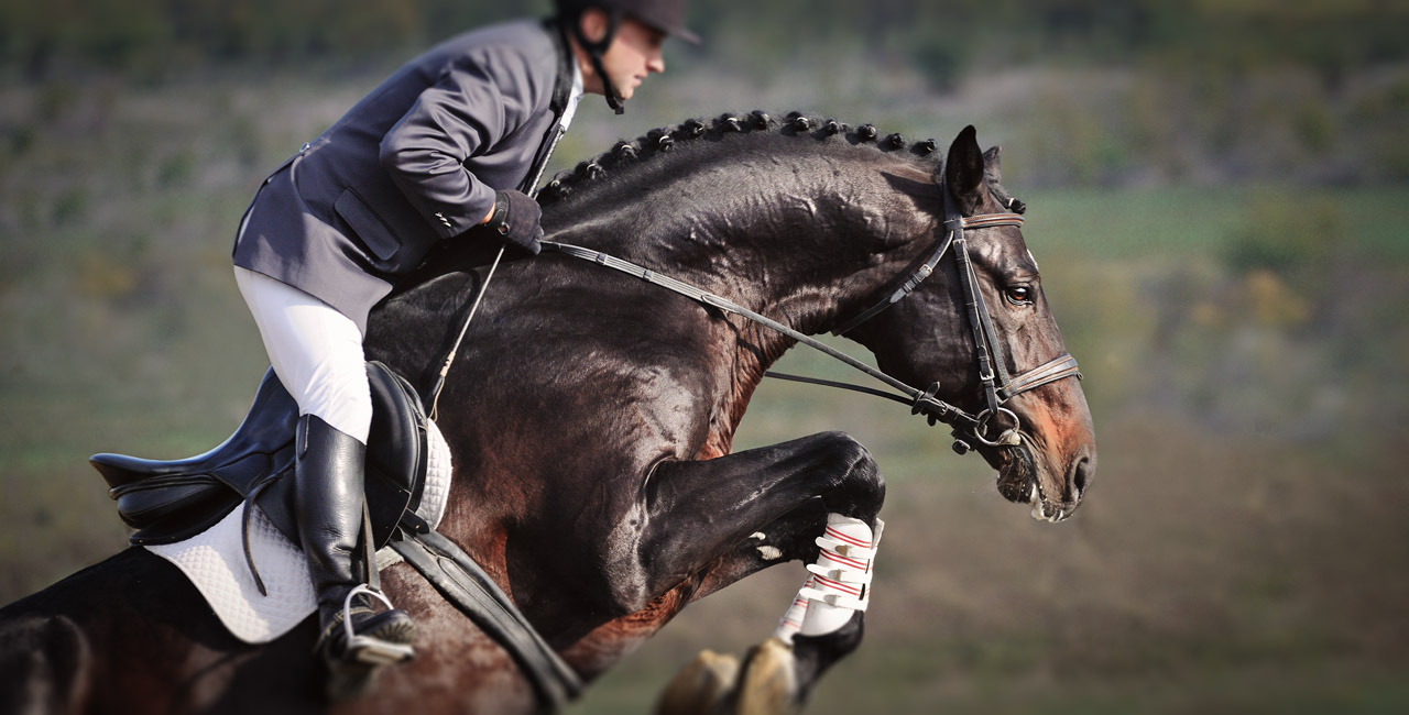 Equine Performance Veterinary Practice Veterinarian for Sport Horses